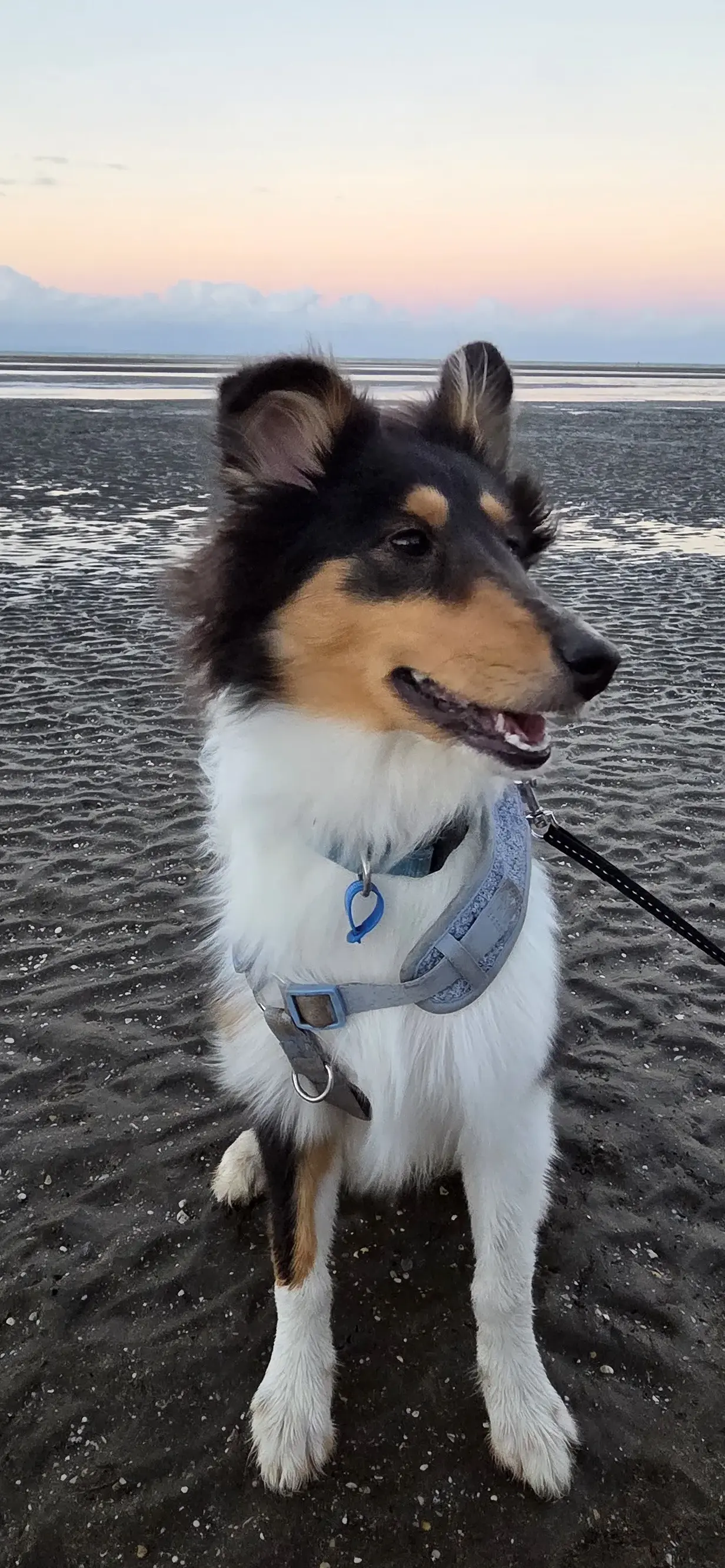 Puppy on the beach